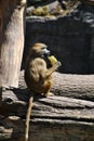 Guinea baboon monkey enjoying itÃ¢â¬â¢s lunch